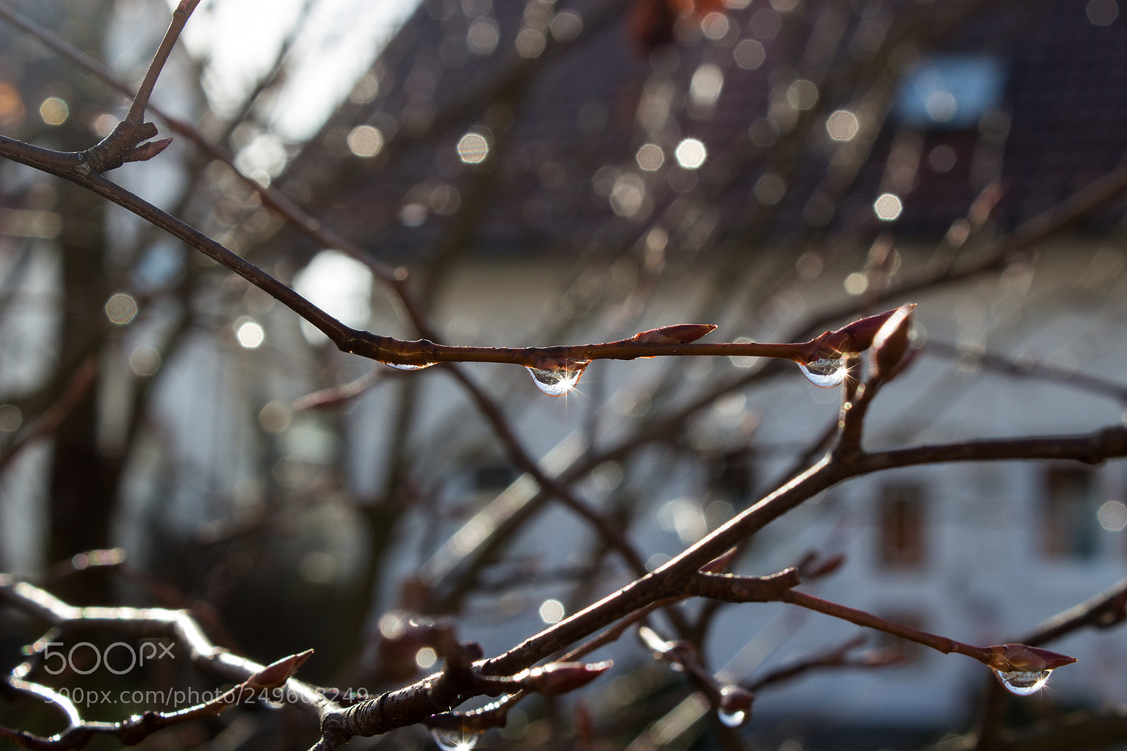 Canon EOS 100D (EOS Rebel SL1 / EOS Kiss X7) sample photo. Wassertropfen in der morgensonne photography