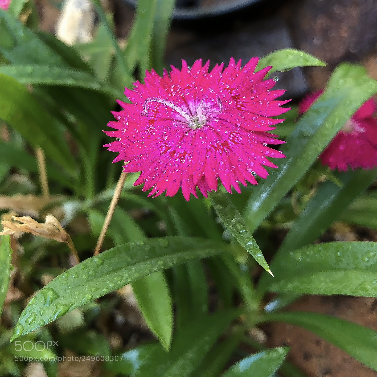 Apple iPhone X sample photo. ?❤️ photography