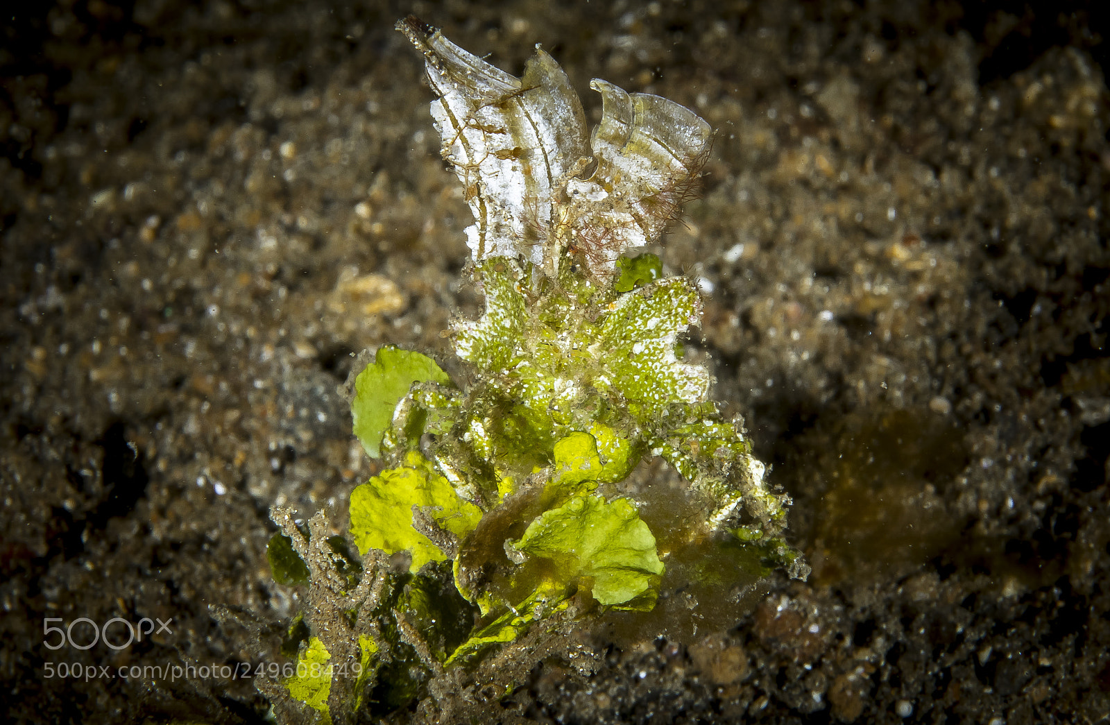 Canon EOS 5D Mark IV sample photo. Halimeda crab photography