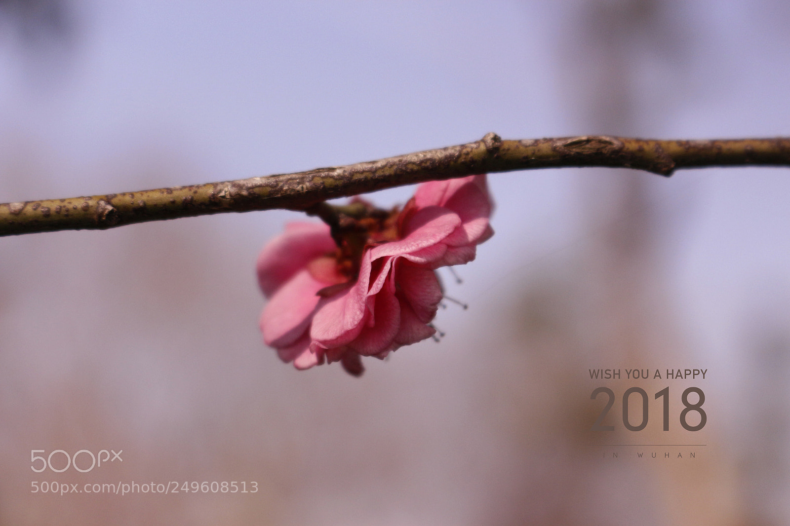Canon EOS 700D (EOS Rebel T5i / EOS Kiss X7i) sample photo. Untitled photography