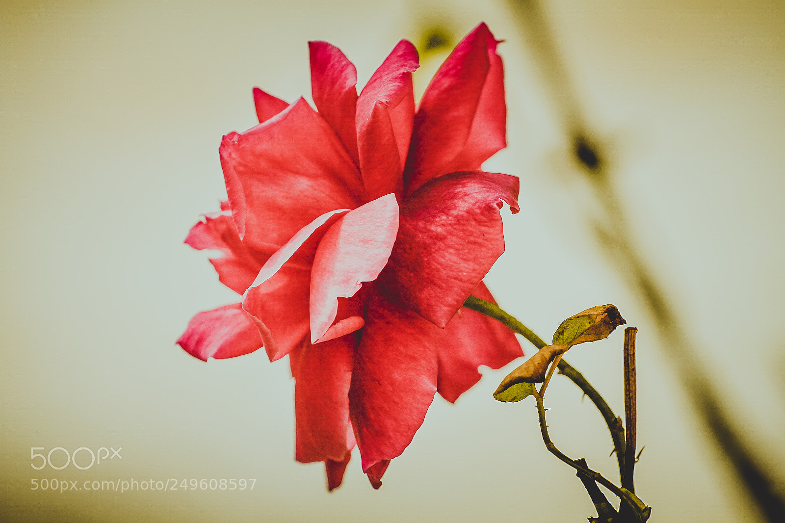 Canon EOS 7D sample photo. Rose photography