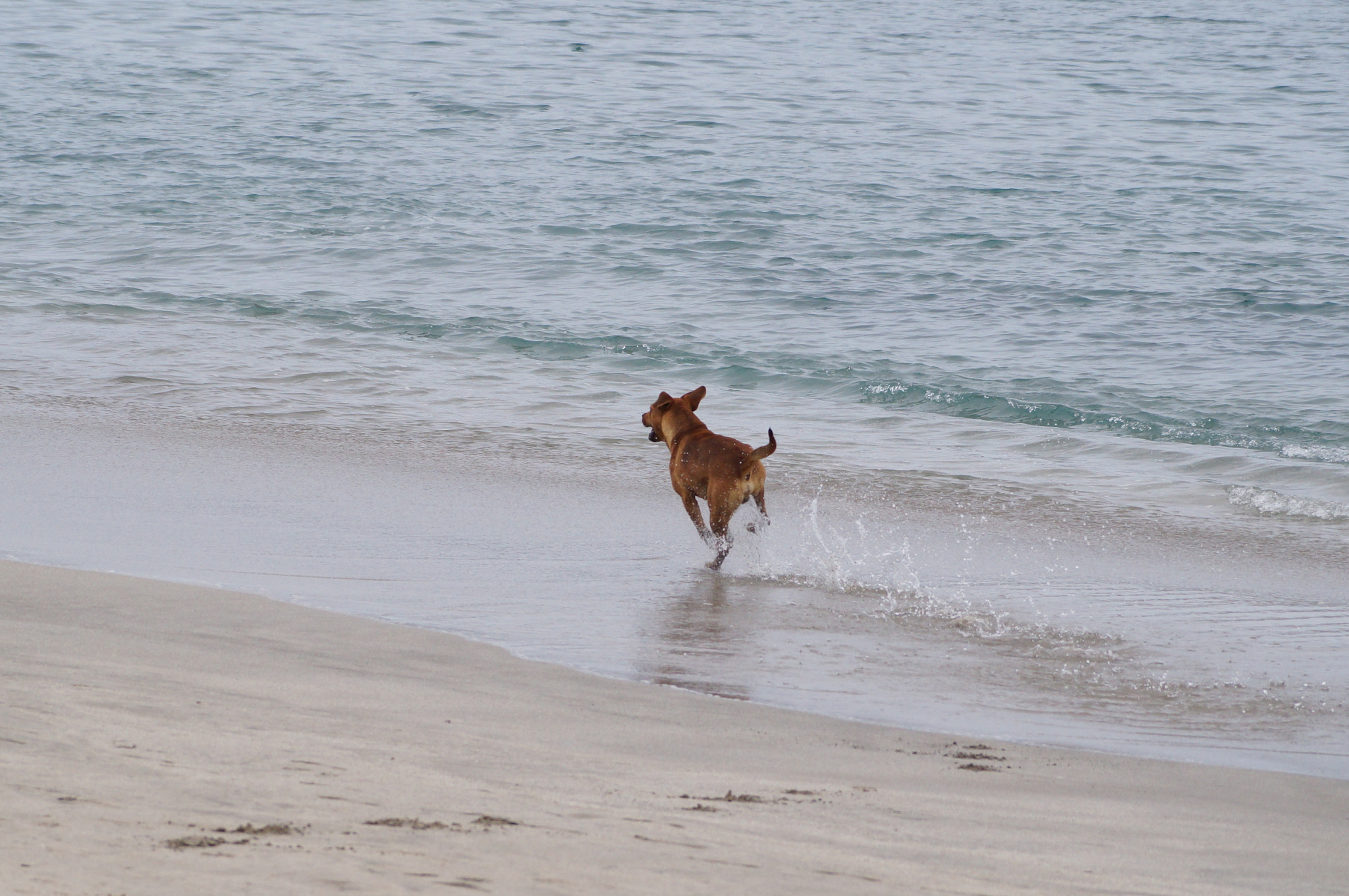 Sony DT 55-200mm F4-5.6 SAM sample photo. [] photography