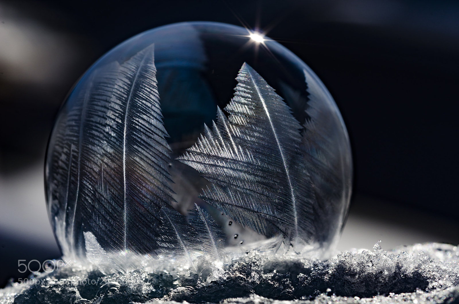 Nikon D7000 sample photo. Forest in a bubble photography