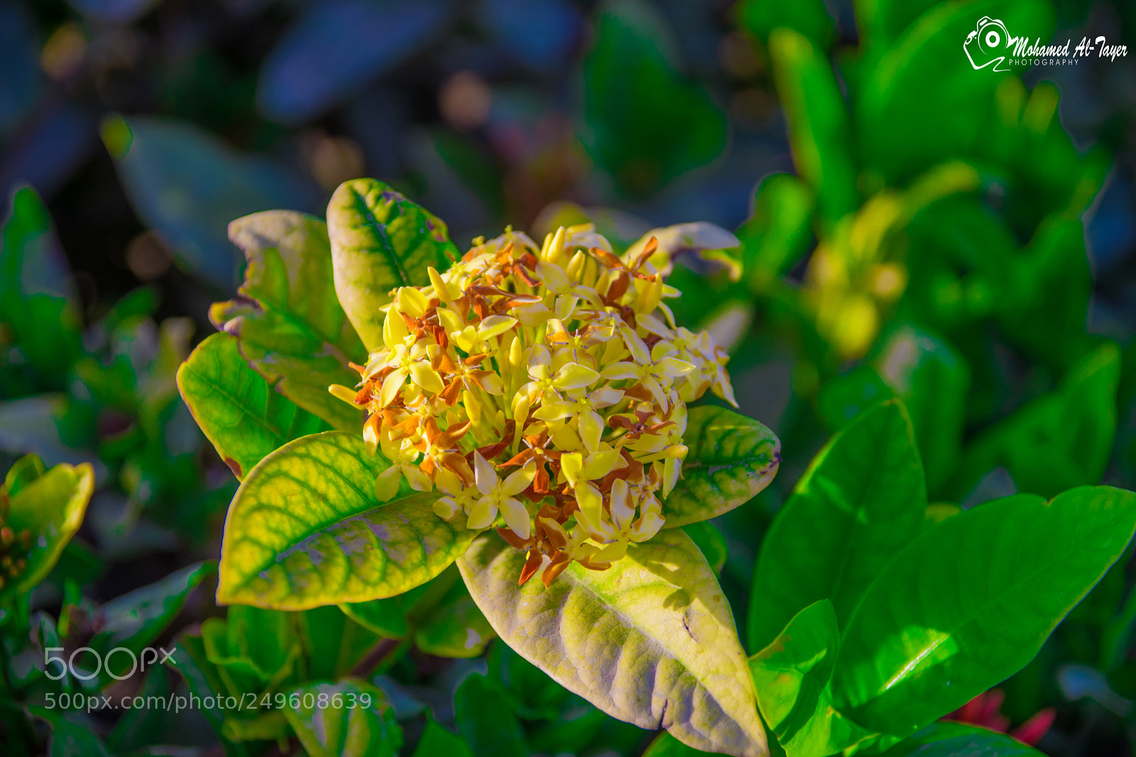 Nikon D7200 sample photo. Untitled photography