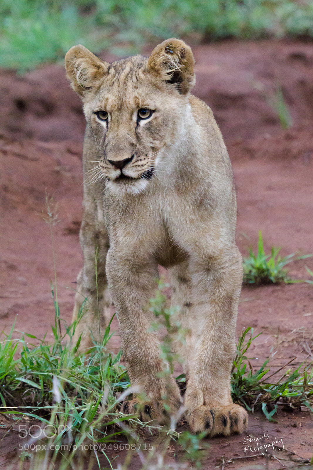 Canon EOS 60D sample photo. Lion cub photography