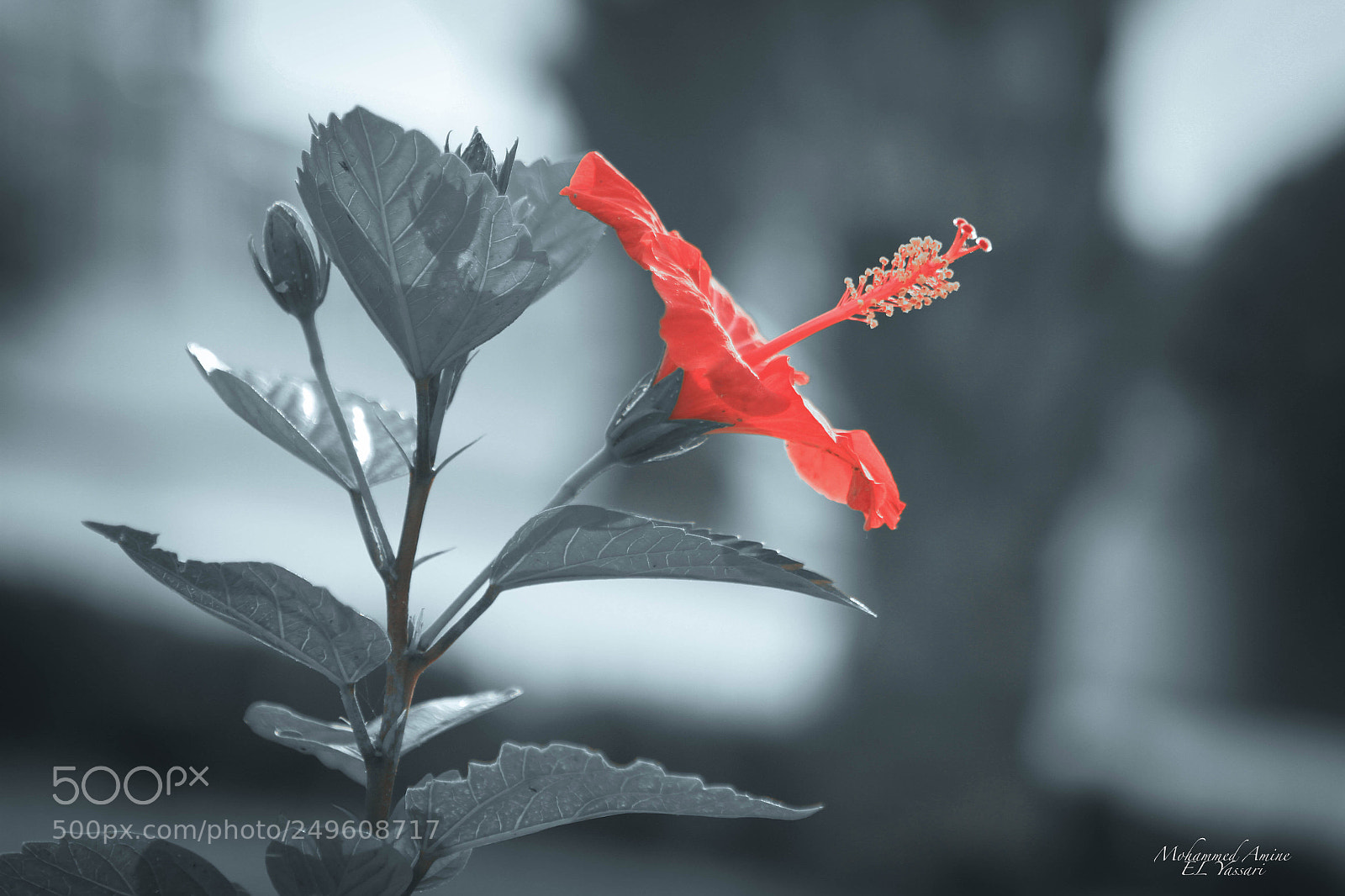 Canon EOS 7D sample photo. Red flower photography