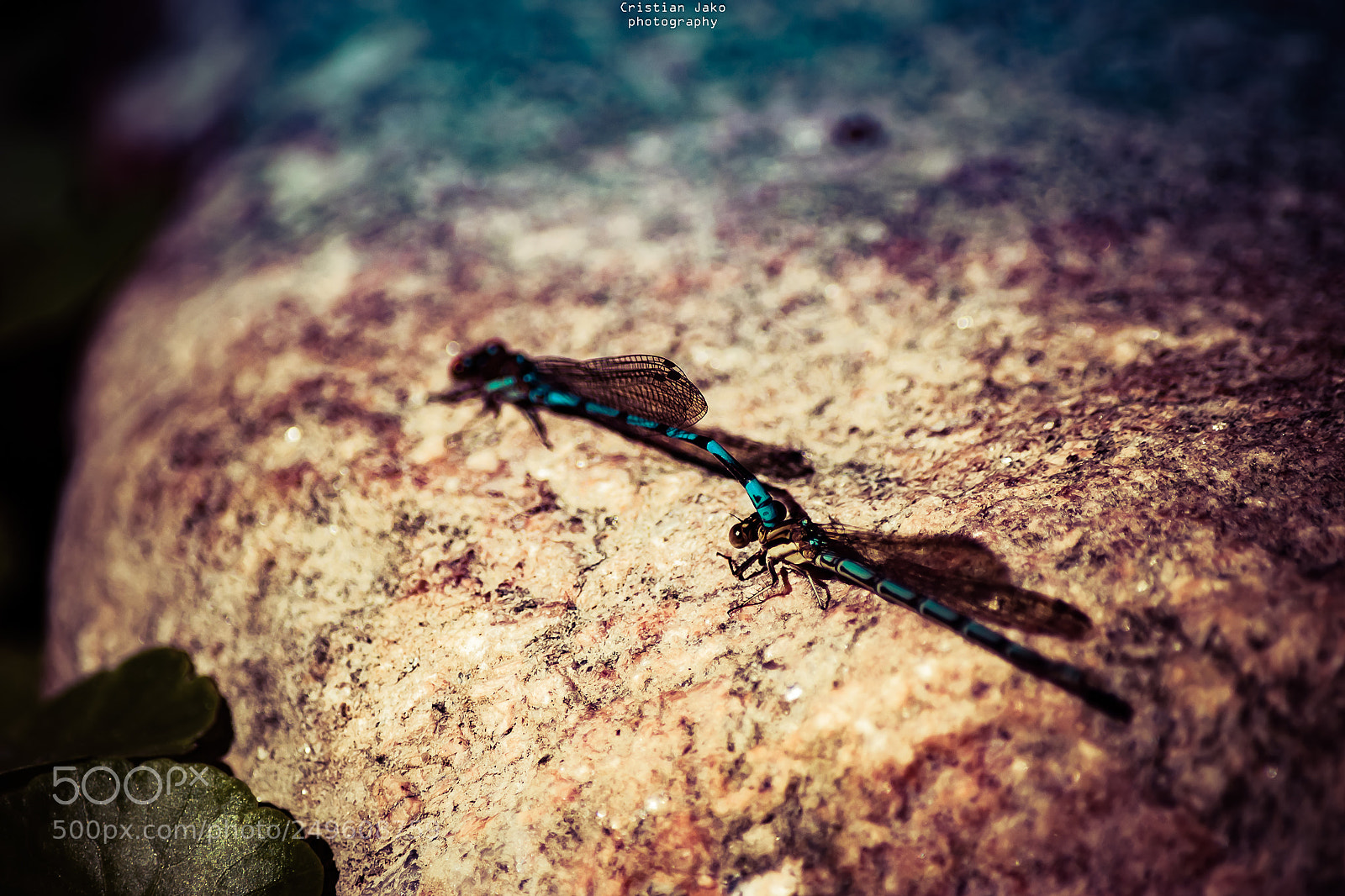 Nikon D3100 sample photo. Love photography