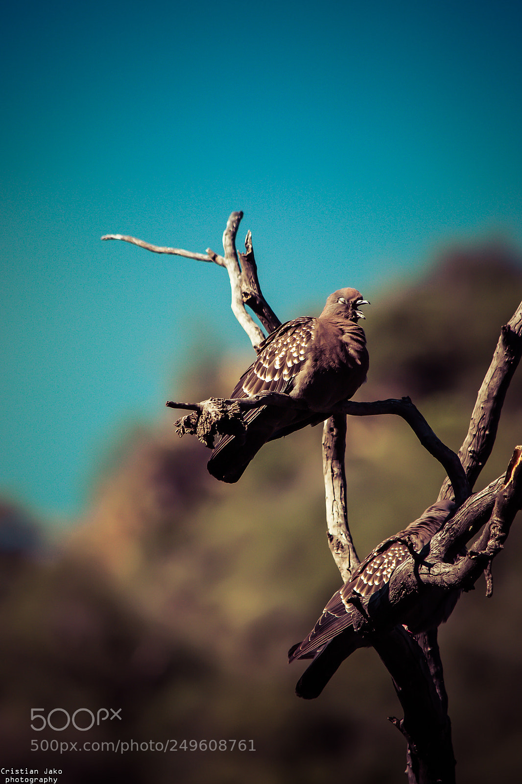 Nikon D3100 sample photo. Paloma photography
