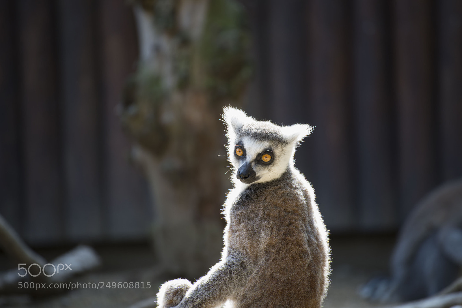 Nikon D600 sample photo. Lemur portrait. photography