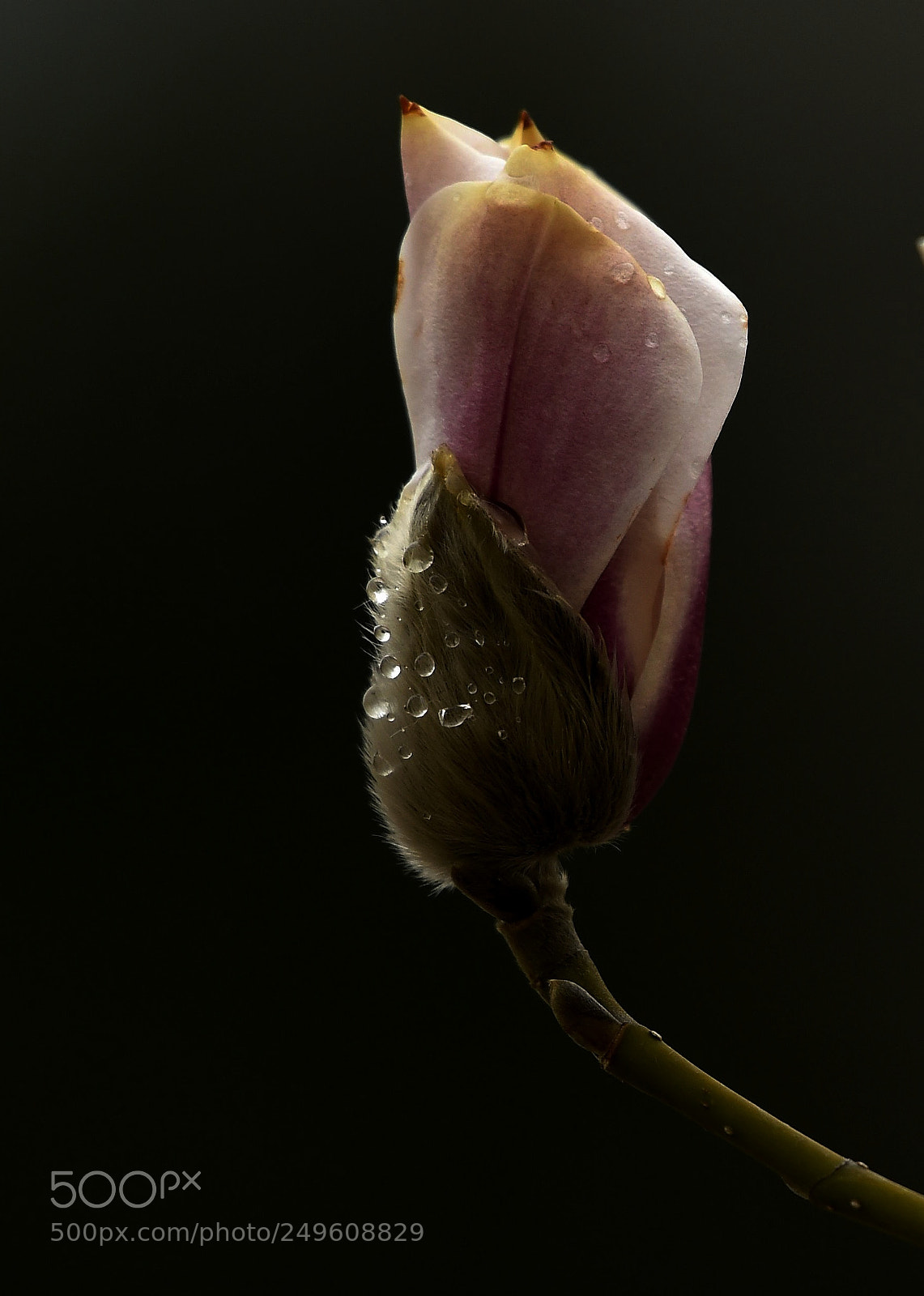 Nikon D4S sample photo. Untitled photography