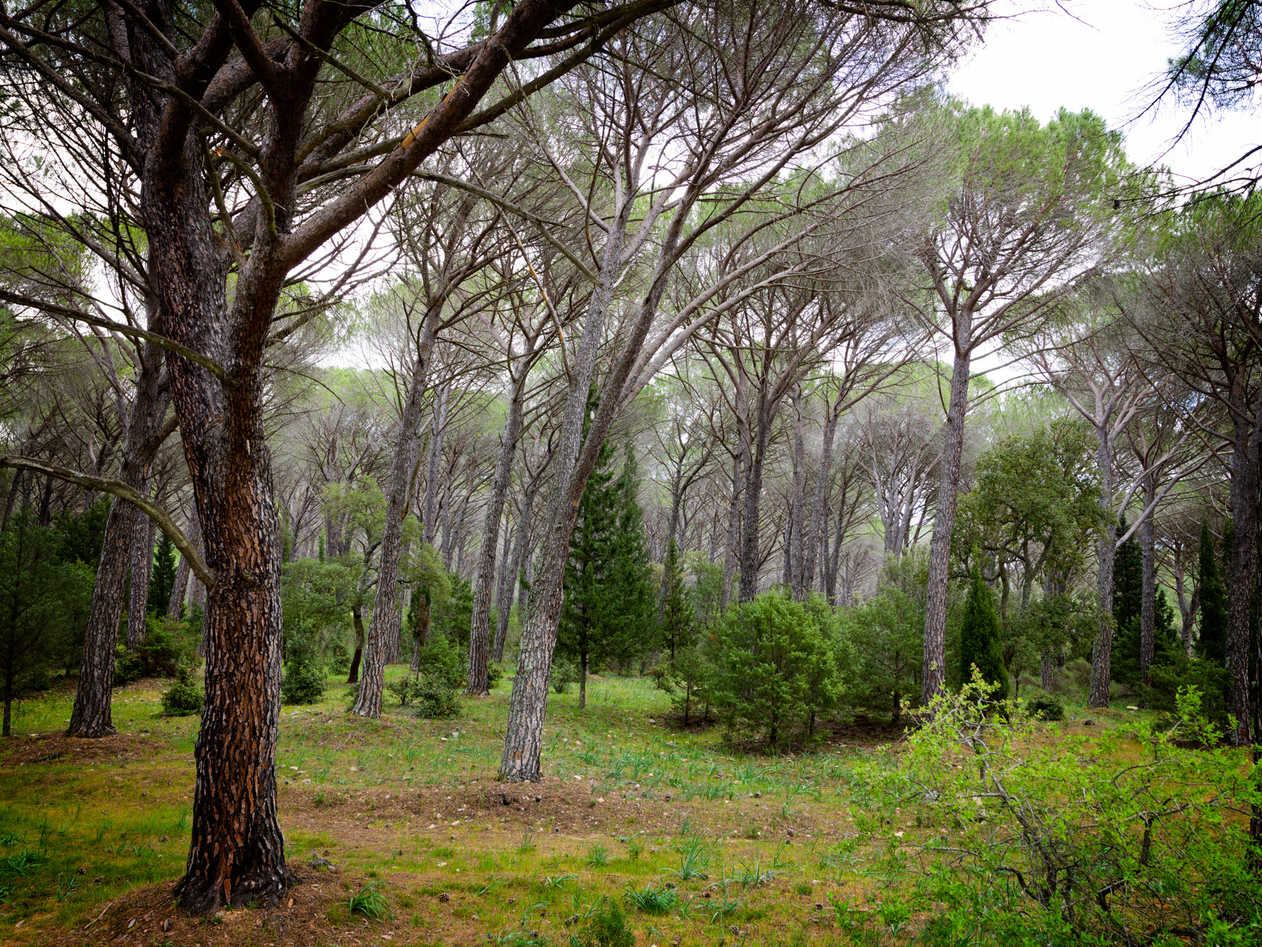 Hasselblad H4D sample photo. Pine forest photography