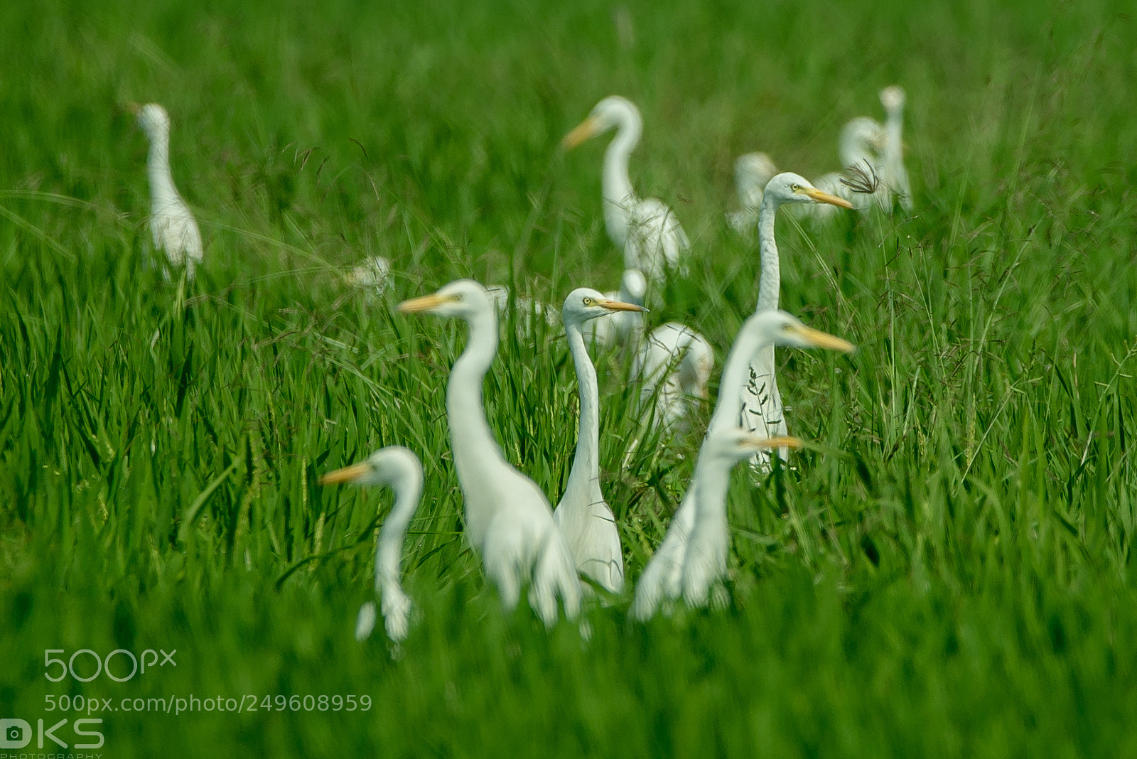 Nikon D610 sample photo. Egrets photography