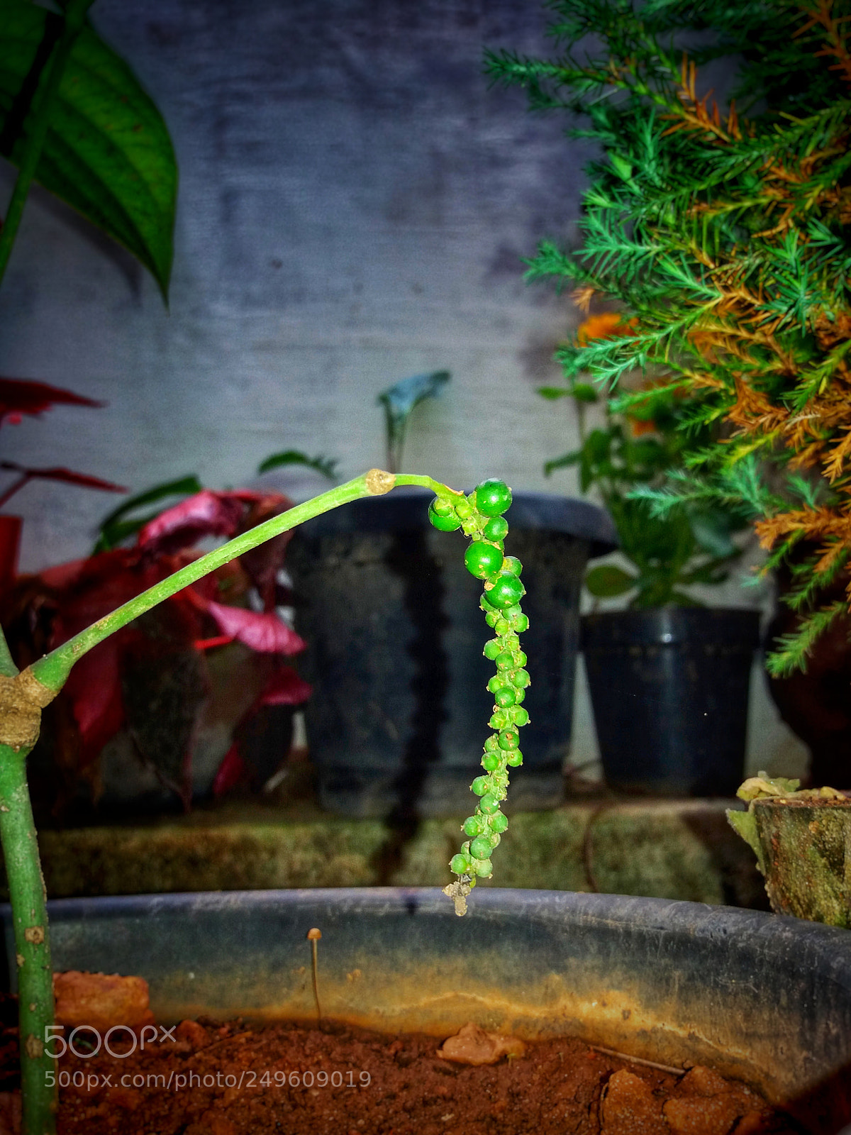 Samsung Galaxy J5 sample photo. Pepper photography