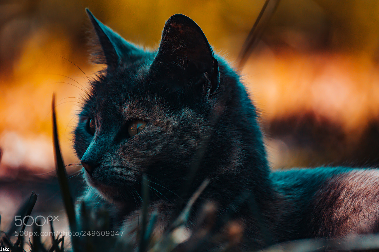 Nikon D3100 sample photo. Cattitud photography