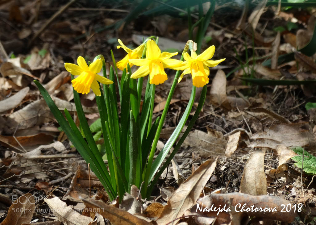 Sony Cyber-shot DSC-HX300 sample photo. Daffodil photography