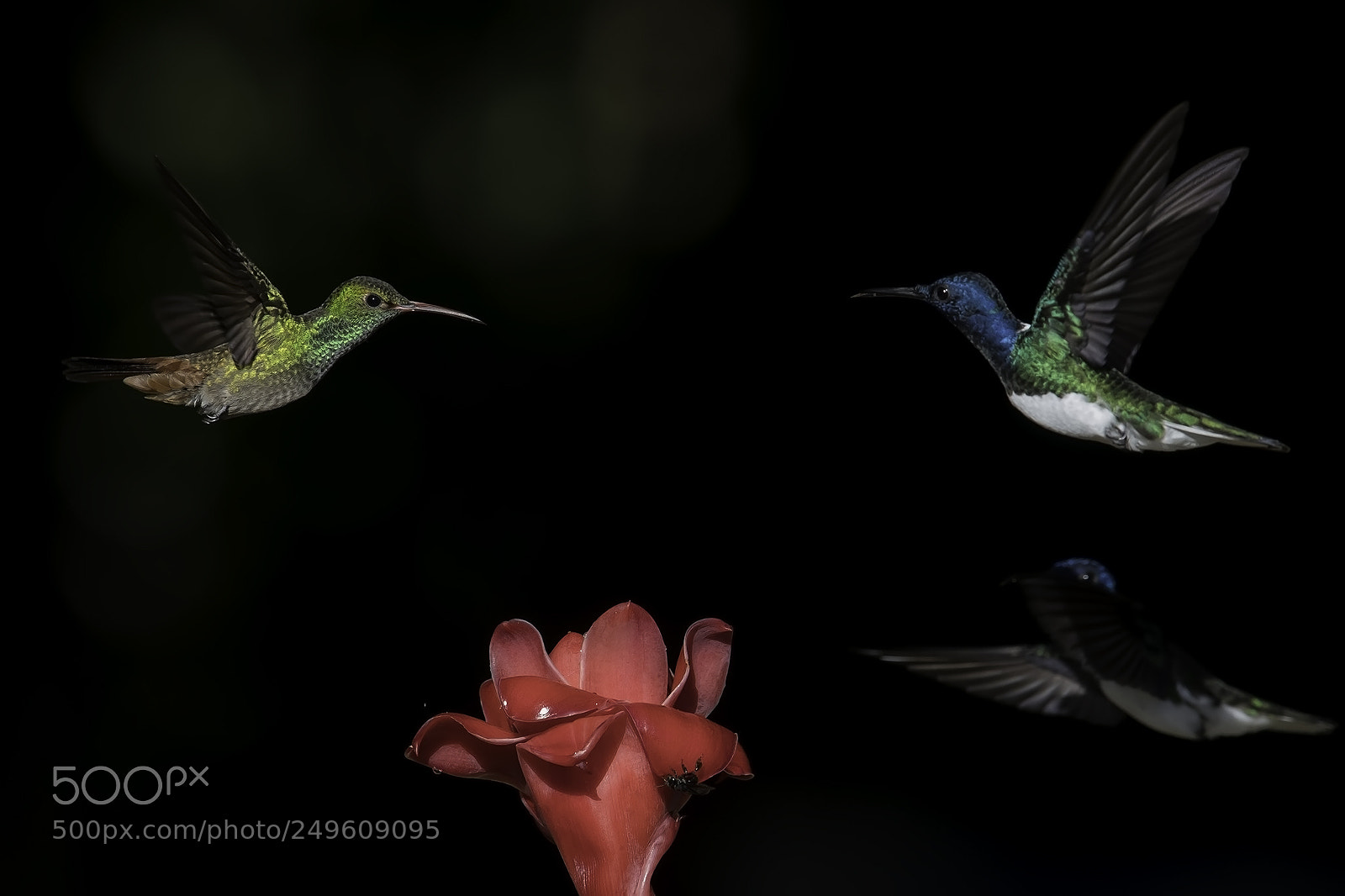 Nikon D500 sample photo. Hummingbirds flying photography