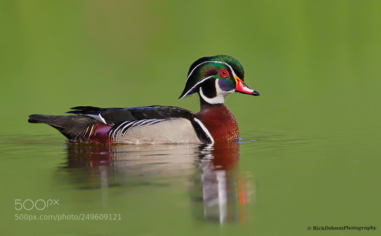 Canon EOS-1D Mark IV sample photo. Wood duck- calm waters photography