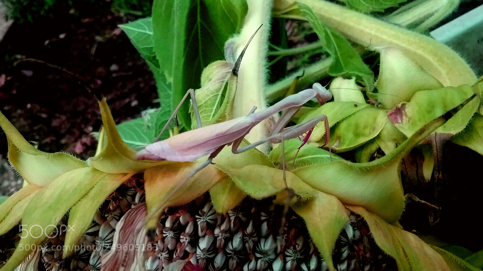 Samsung Galaxy J3(2016) sample photo. Untitled photography