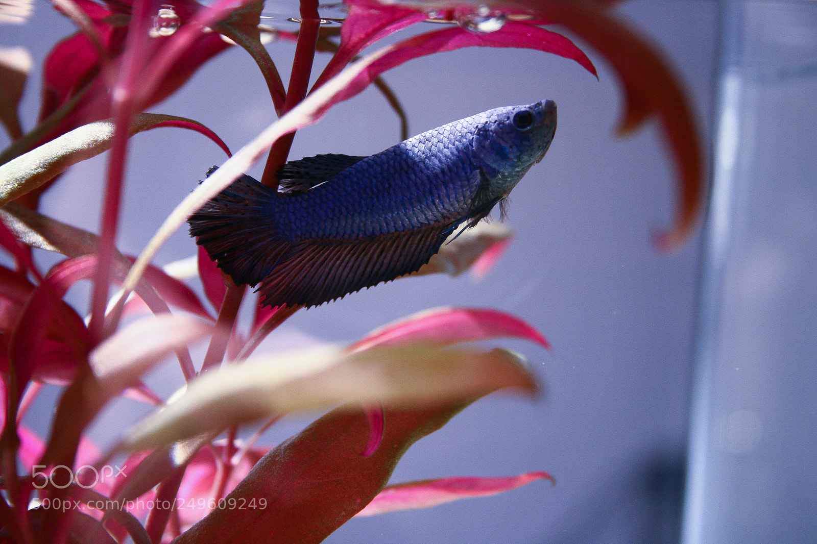 Canon EOS 400D (EOS Digital Rebel XTi / EOS Kiss Digital X) sample photo. Blue betta photography