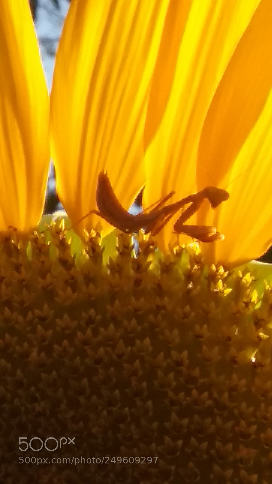Samsung Galaxy J3(2016) sample photo. Untitled photography