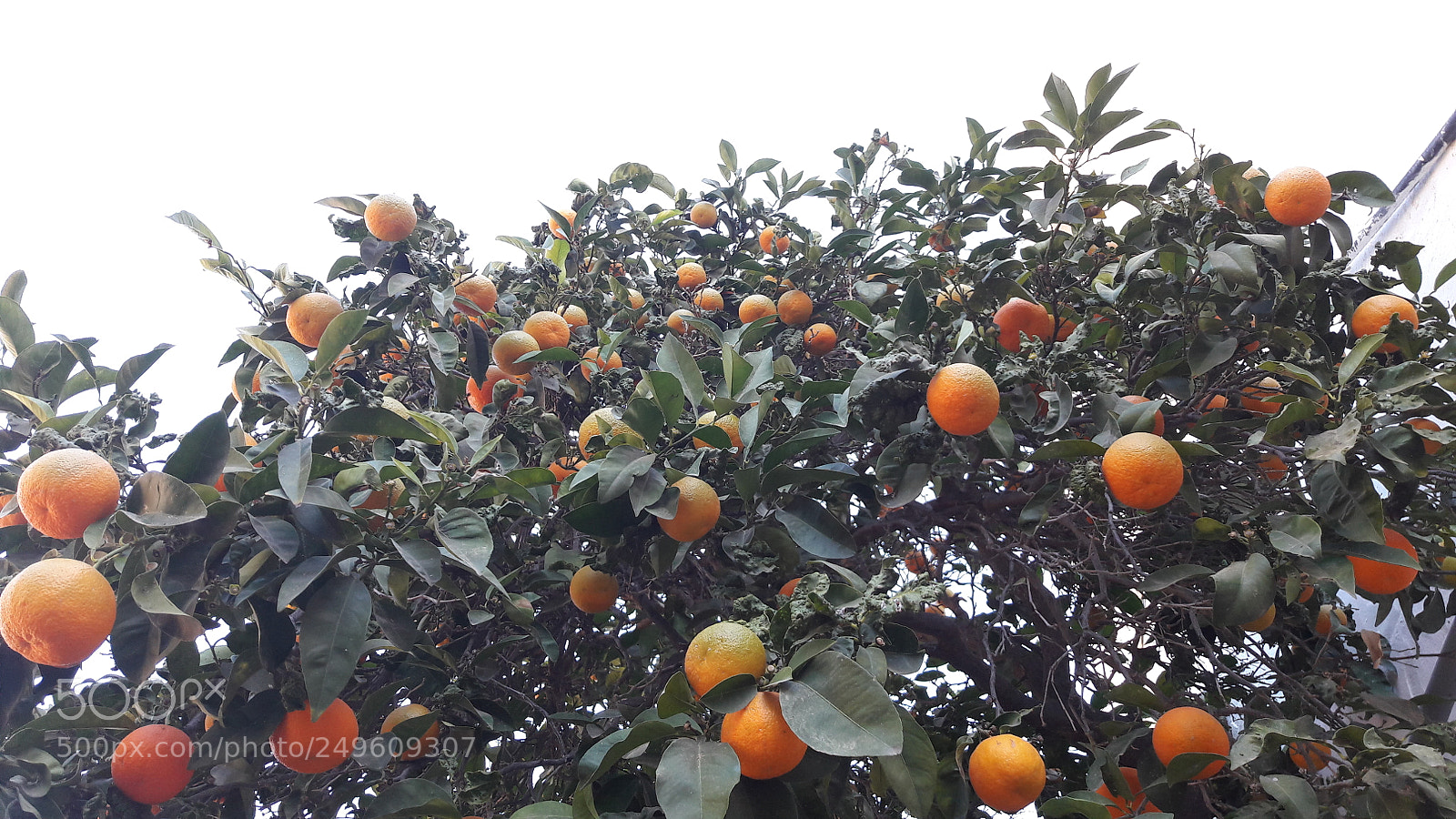 Samsung Galaxy A5(2016) sample photo. 20180105_125529.jpg photography