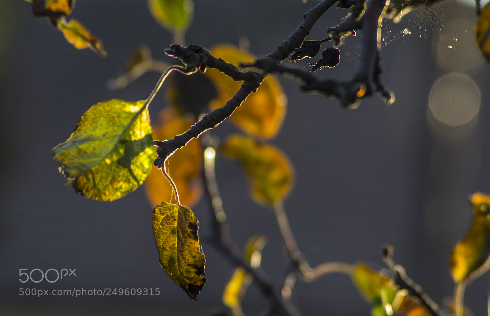 Nikon D3100 sample photo. Egy kis sz...a little photography