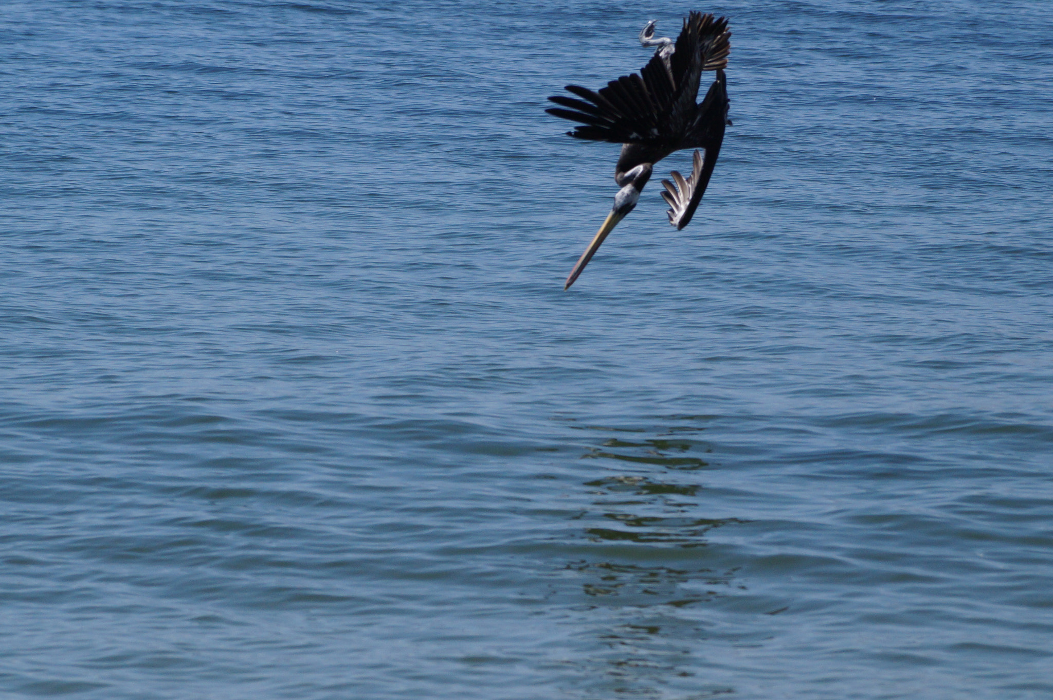 Sony DT 55-200mm F4-5.6 SAM sample photo. [] photography