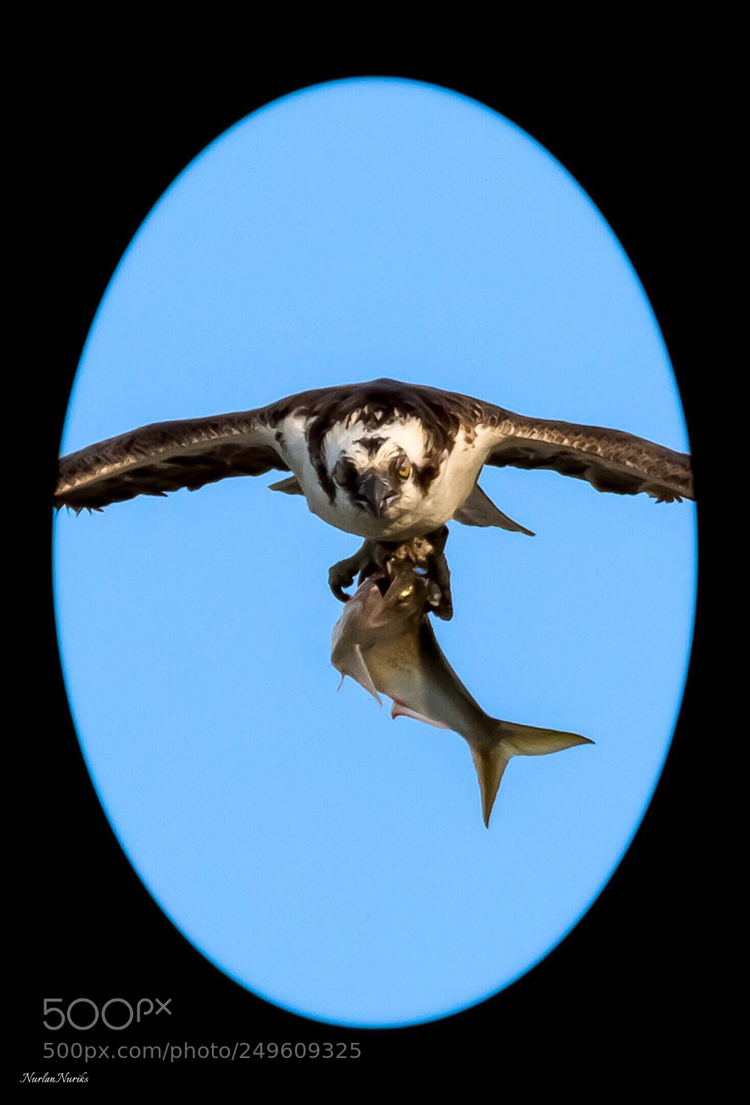 Nikon D500 sample photo. Osprey fishing / 3 photography