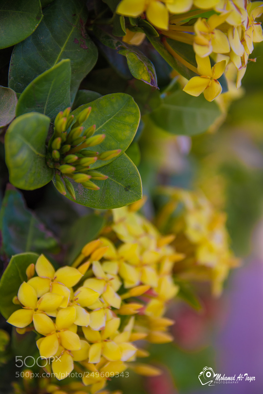 Nikon D7200 sample photo. Untitled photography