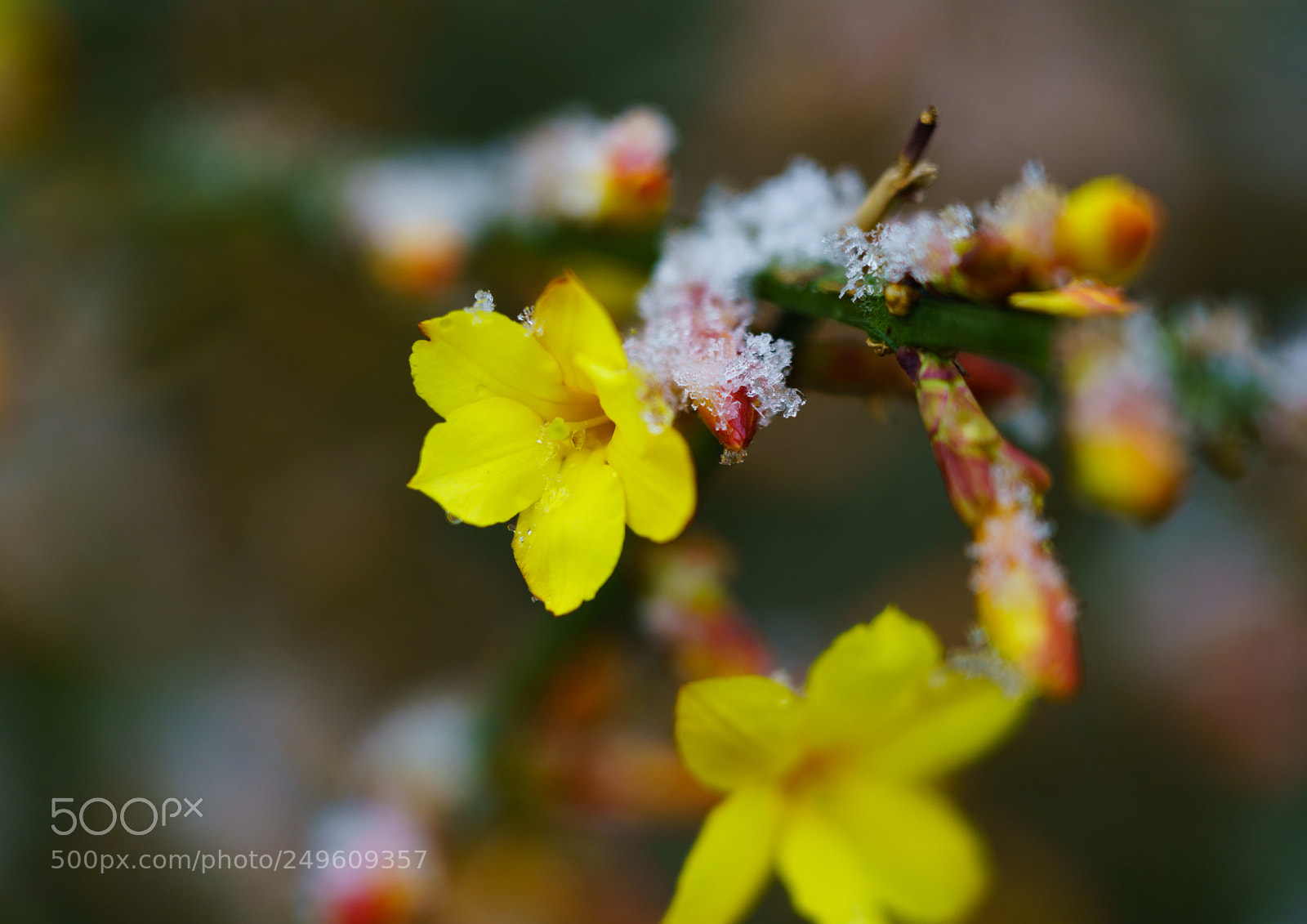 Sony a7R II sample photo. Now spring is coming. photography