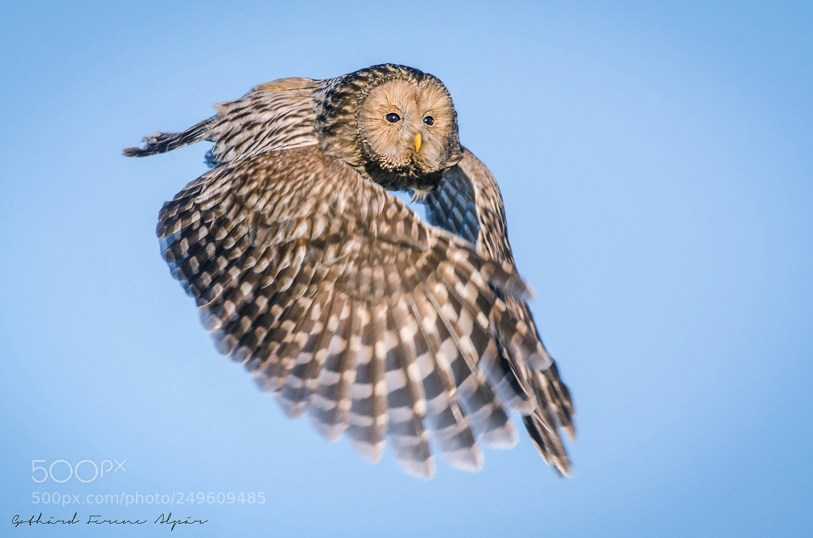 Nikon D7000 sample photo. Ural owl (strix uralensis) photography
