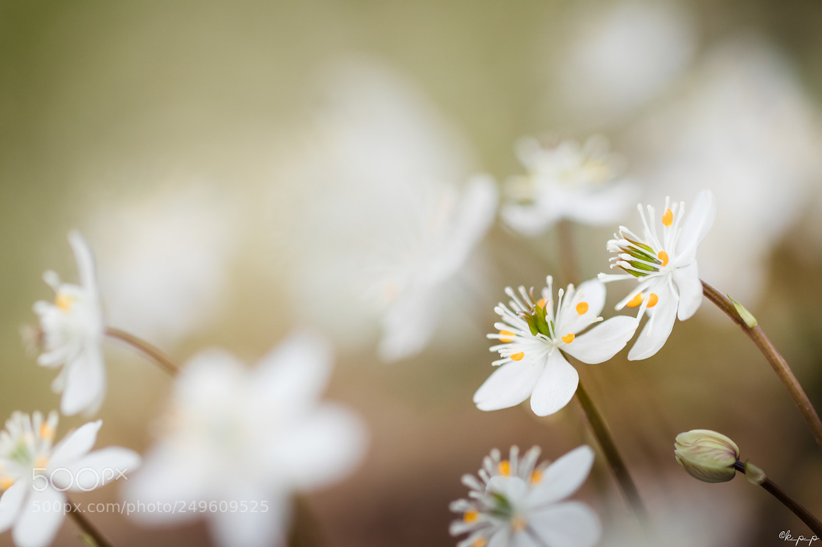 Canon EOS 80D sample photo. Coptis quinquefolia photography