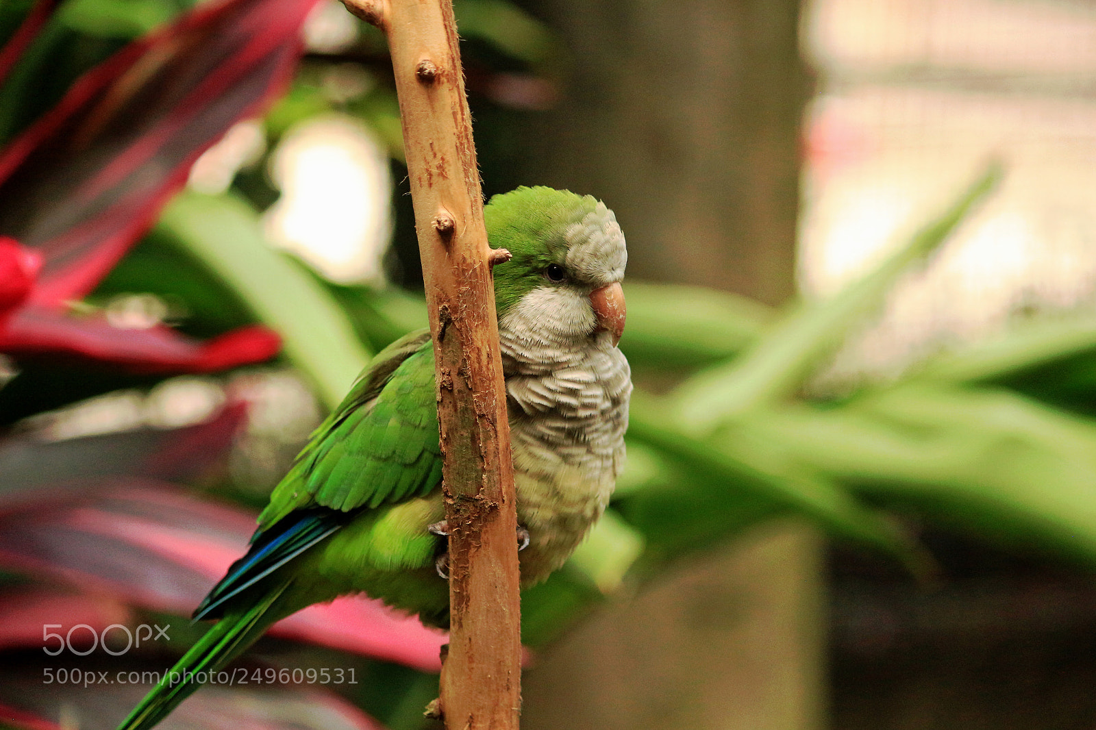 Canon EOS 650D (EOS Rebel T4i / EOS Kiss X6i) sample photo. Beautiful green bird / parrot photography