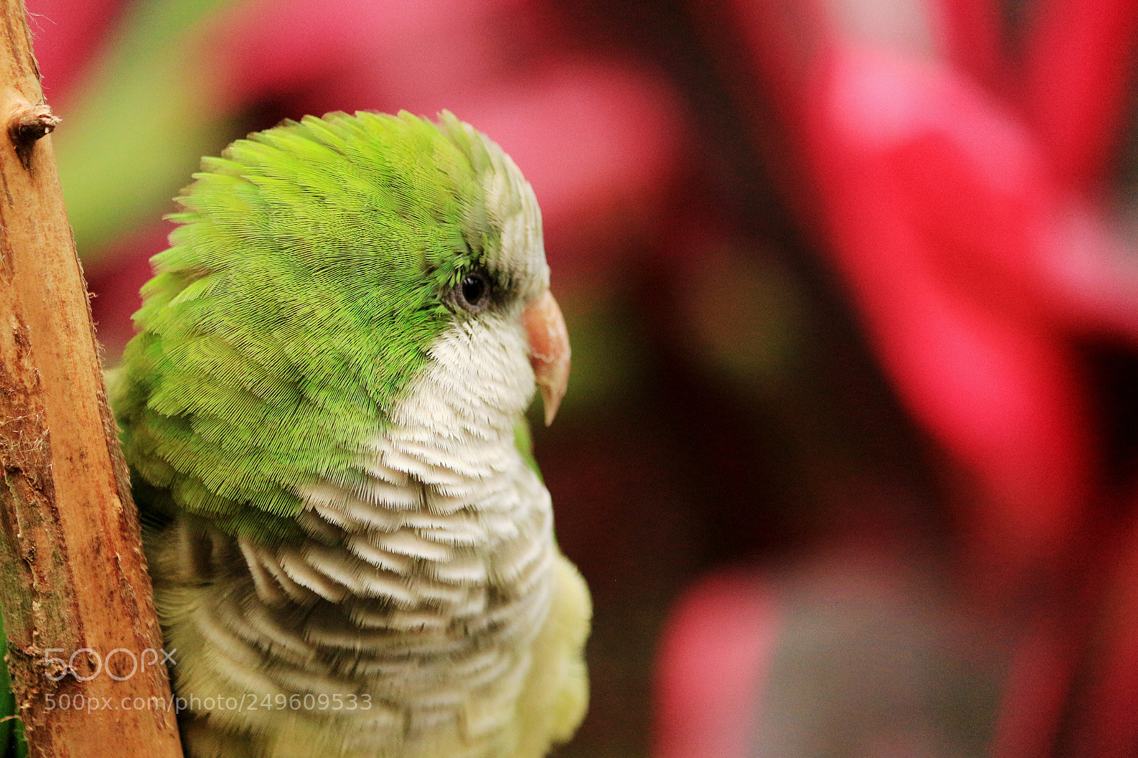 Canon EOS 650D (EOS Rebel T4i / EOS Kiss X6i) sample photo. Beautiful green bird / parrot photography