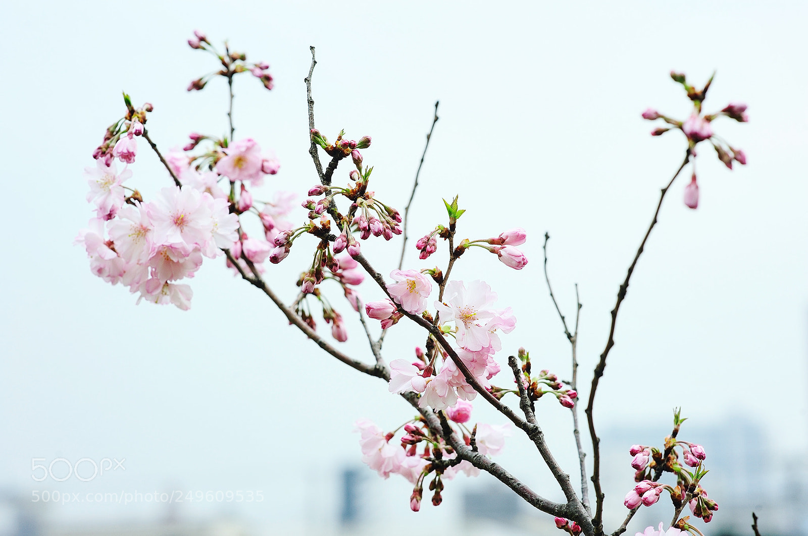 Nikon D700 sample photo. Untitled photography