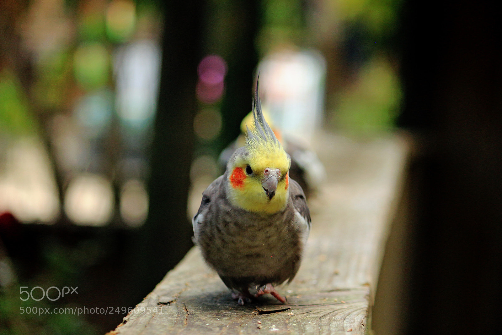 Canon EOS 650D (EOS Rebel T4i / EOS Kiss X6i) sample photo. Portrait of a cockatiel photography