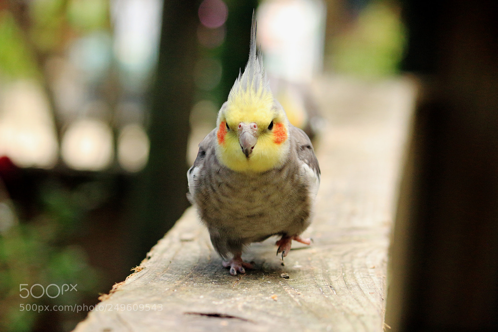 Canon EOS 650D (EOS Rebel T4i / EOS Kiss X6i) sample photo. Portrait of a running photography