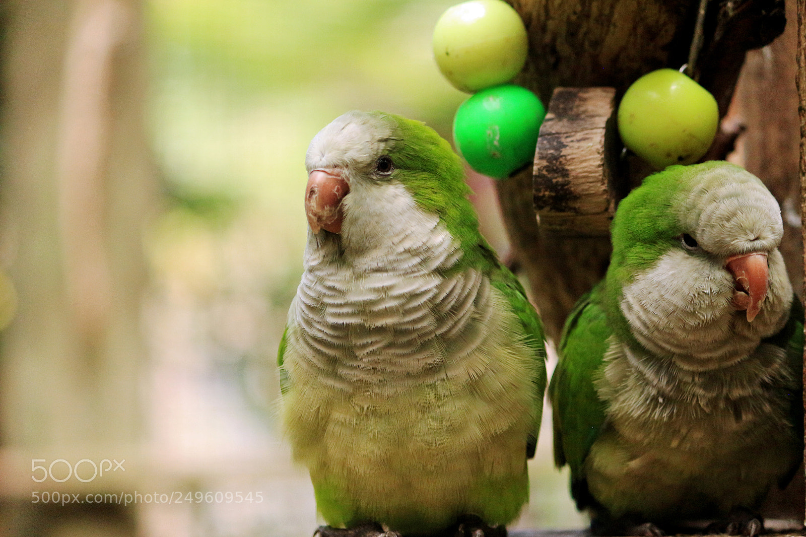 Canon EOS 650D (EOS Rebel T4i / EOS Kiss X6i) sample photo. Bird photography