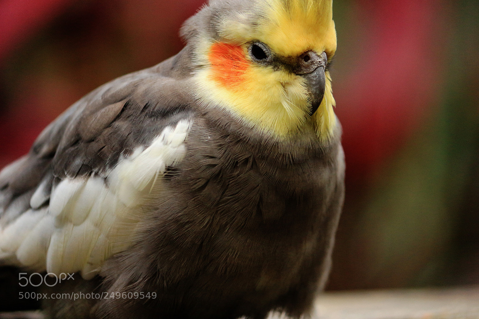 Canon EOS 650D (EOS Rebel T4i / EOS Kiss X6i) sample photo. Portrait of a cockatiel photography