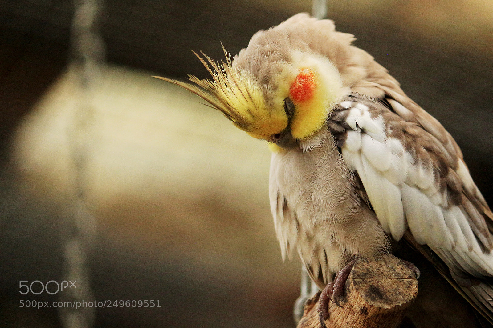 Canon EOS 650D (EOS Rebel T4i / EOS Kiss X6i) sample photo. Portrait of a cockatiel photography