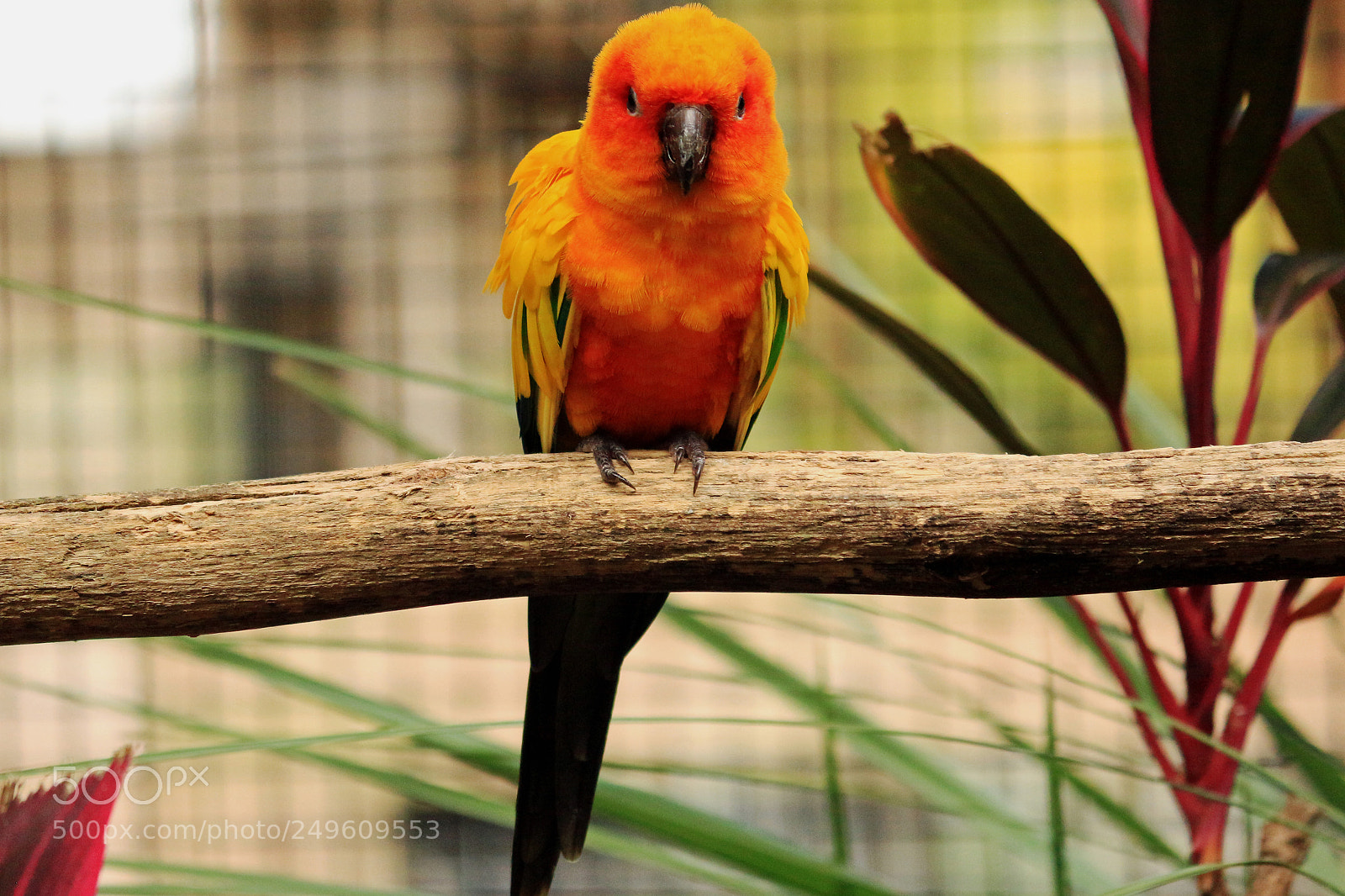 Canon EOS 650D (EOS Rebel T4i / EOS Kiss X6i) sample photo. Sun conure parakeet bird photography