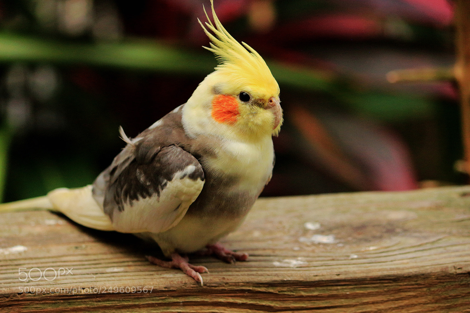 Canon EOS 650D (EOS Rebel T4i / EOS Kiss X6i) sample photo. Portrait of a cockatiel photography