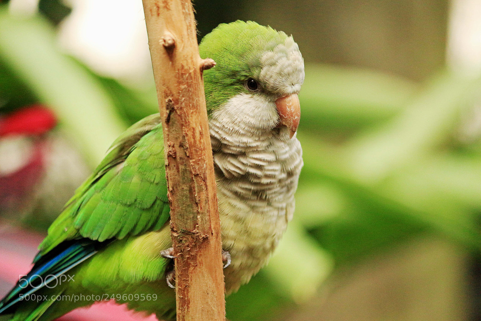Canon EOS 650D (EOS Rebel T4i / EOS Kiss X6i) sample photo. Birds photography