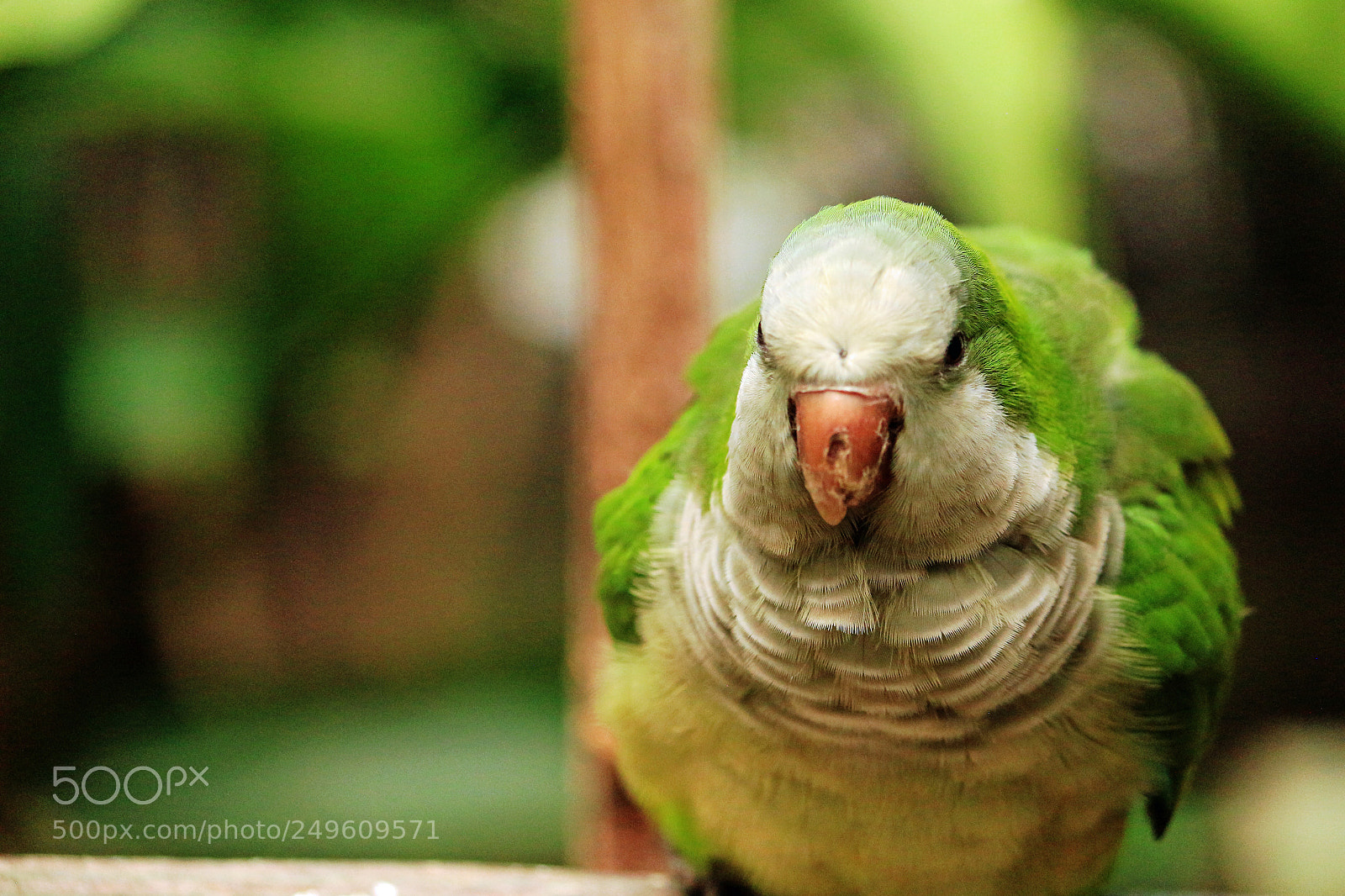 Canon EOS 650D (EOS Rebel T4i / EOS Kiss X6i) sample photo. Birds photography