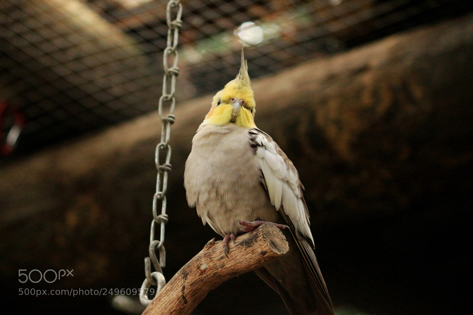 Canon EOS 650D (EOS Rebel T4i / EOS Kiss X6i) sample photo. Portrait of a cockatiel photography