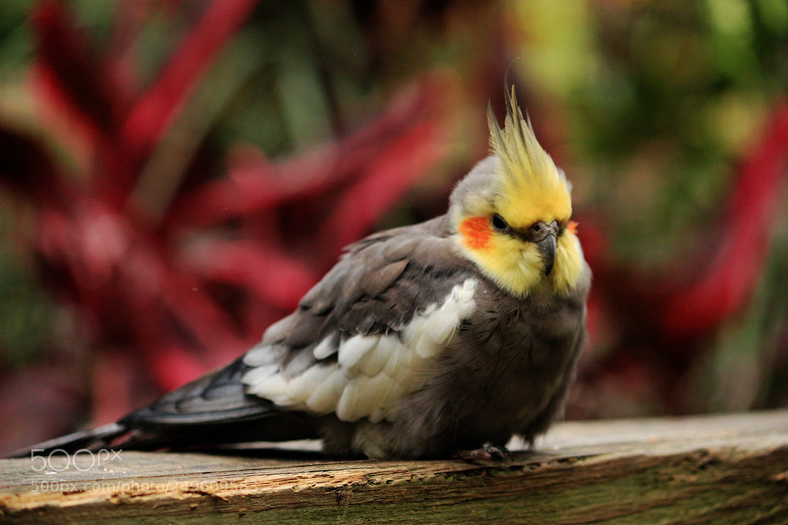 Canon EOS 650D (EOS Rebel T4i / EOS Kiss X6i) sample photo. Portrait of a cockatiel photography