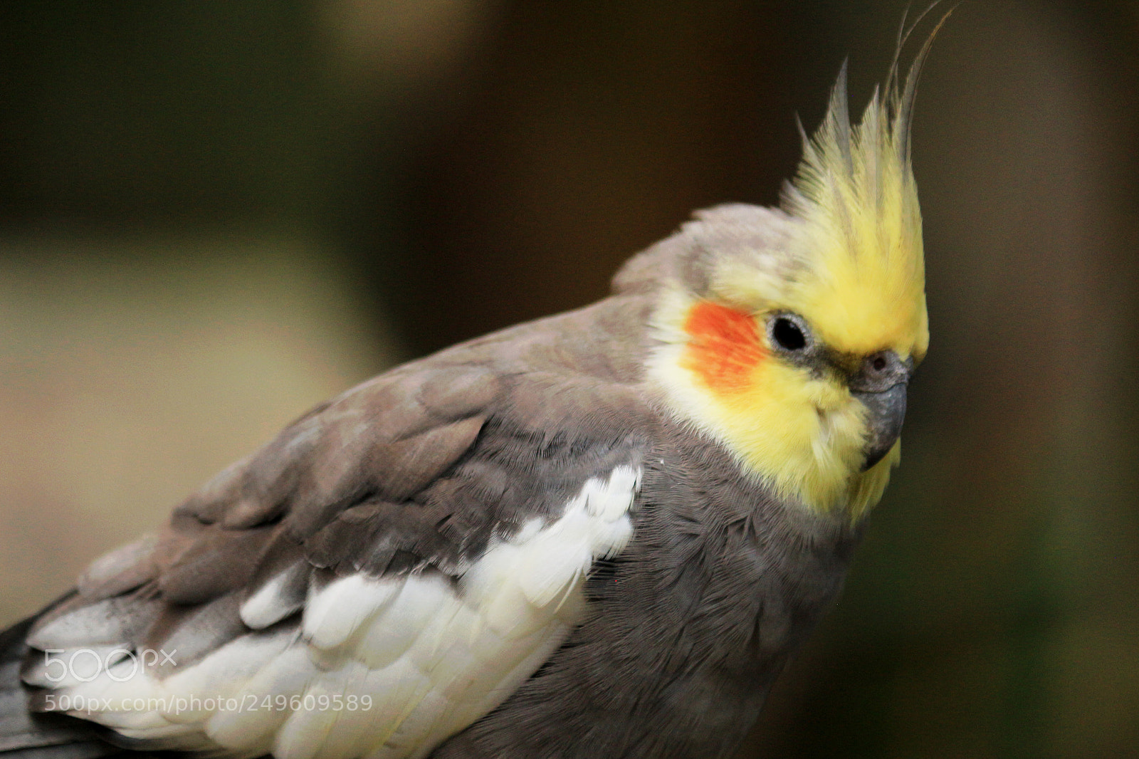 Canon EOS 650D (EOS Rebel T4i / EOS Kiss X6i) sample photo. Portrait of a cockatiel photography