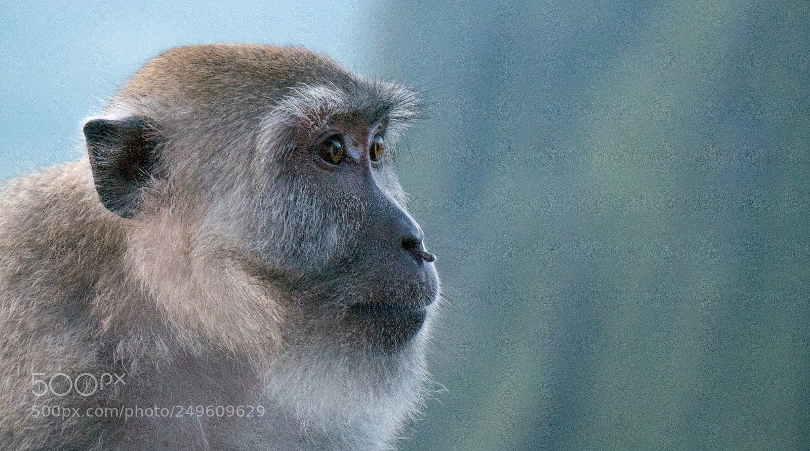 Panasonic Lumix DMC-GX85 (Lumix DMC-GX80 / Lumix DMC-GX7 Mark II) sample photo. Wise monkey photography