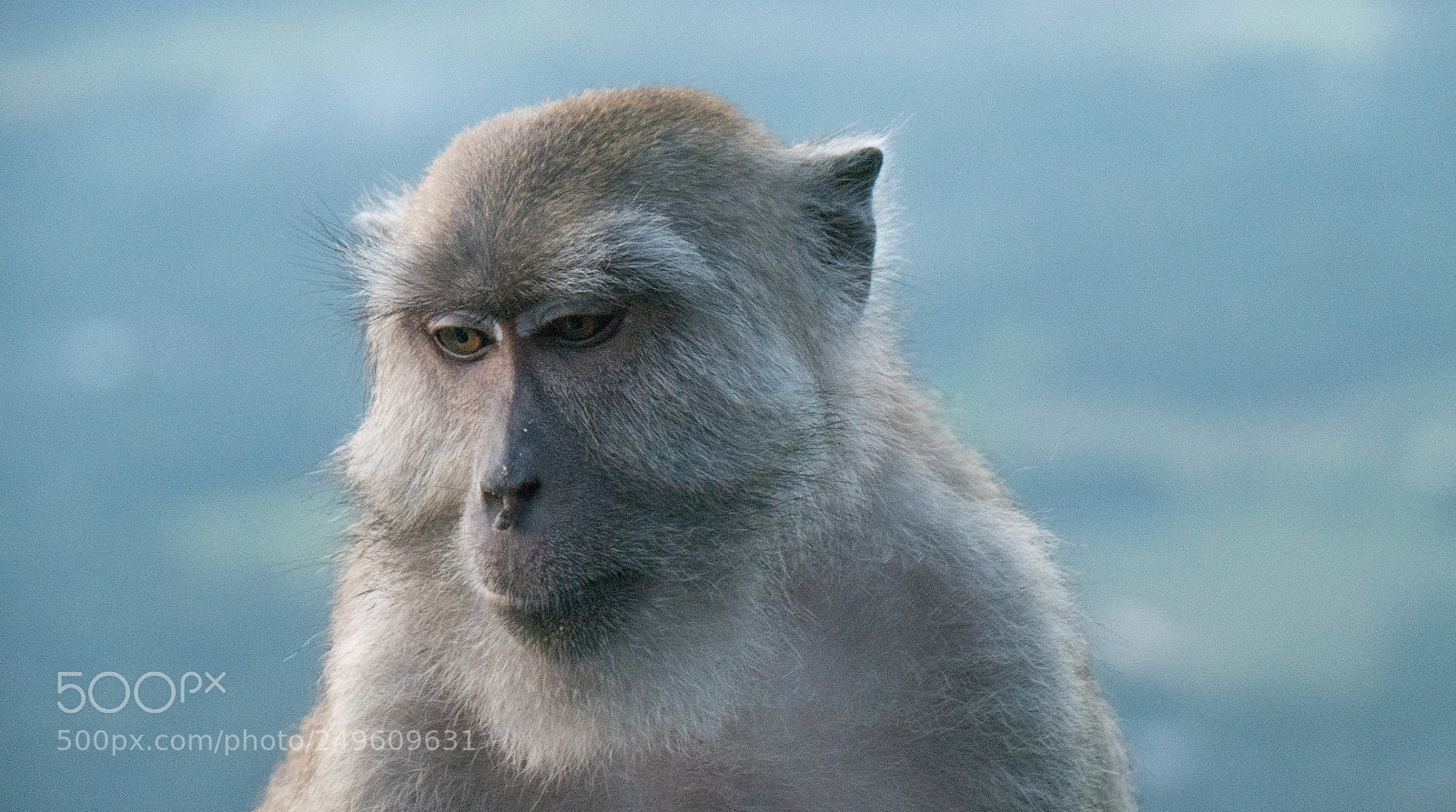 Panasonic Lumix DMC-GX85 (Lumix DMC-GX80 / Lumix DMC-GX7 Mark II) sample photo. Wise monkey photography