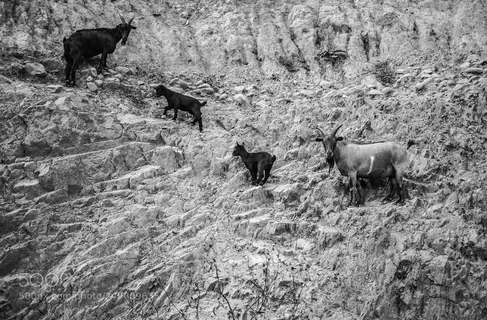 Panasonic Lumix DMC-GX85 (Lumix DMC-GX80 / Lumix DMC-GX7 Mark II) sample photo. Climbing goat photography